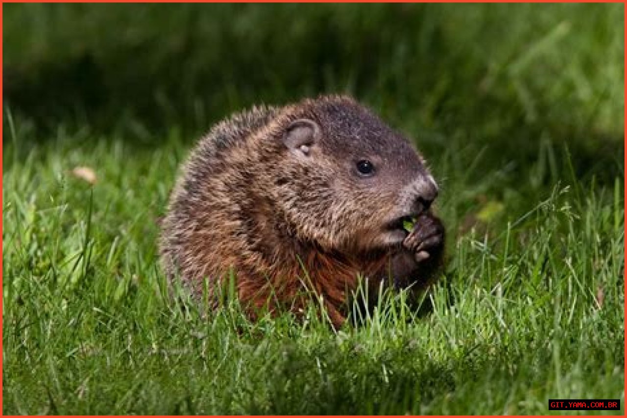 Unveiling The Secrets Of Groundhog Canada: Discoveries And Insights Await